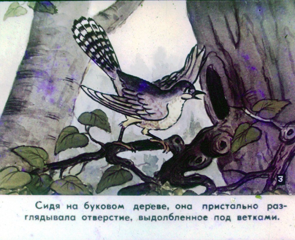 Кадр 4 диафильма «Кукушка. Часть 1»