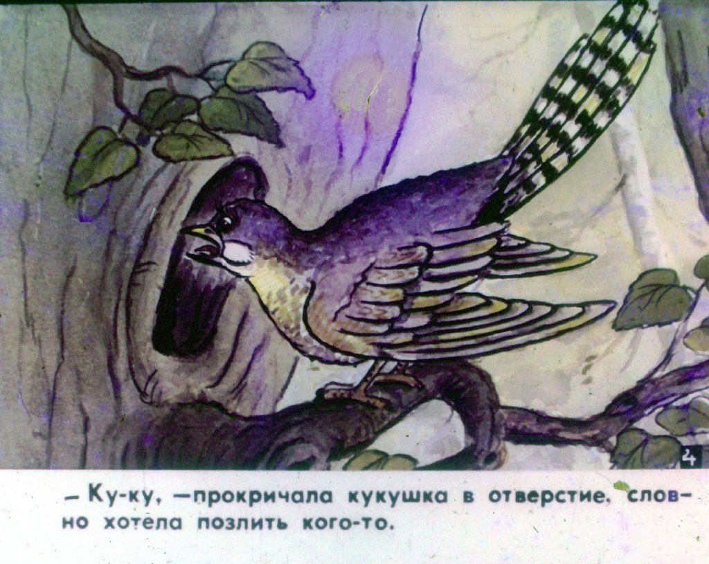 Кадр 5 диафильма «Кукушка. Часть 1»