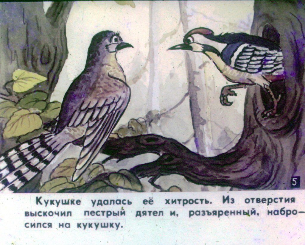Кадр 6 диафильма «Кукушка. Часть 1»