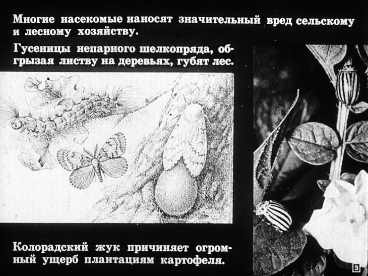 Кадр 3 диафильма «Хищные жуки, муравьи, наездники»