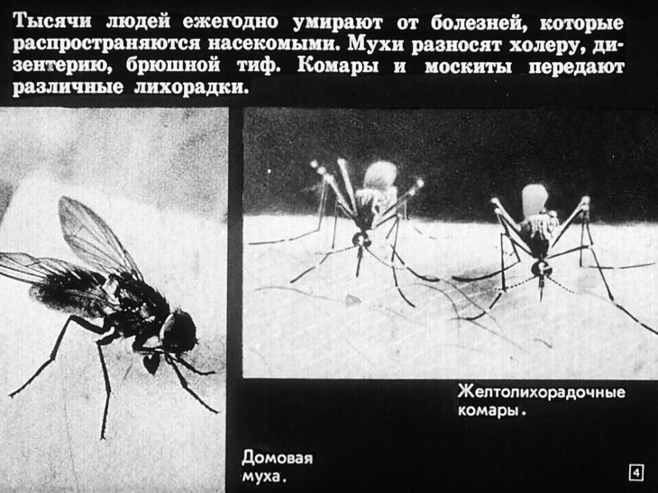 Кадр 4 диафильма «Хищные жуки, муравьи, наездники»