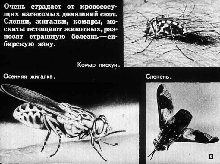 Кадр 5 диафильма «Хищные жуки, муравьи, наездники»