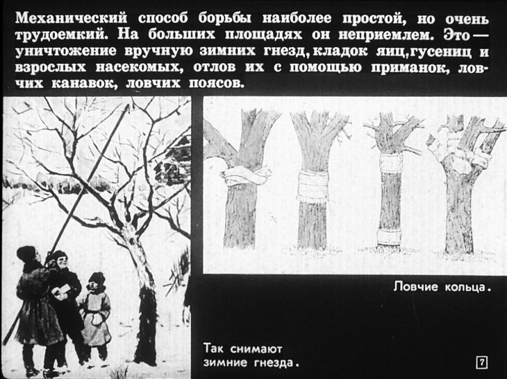 Кадр 7 диафильма «Хищные жуки, муравьи, наездники»