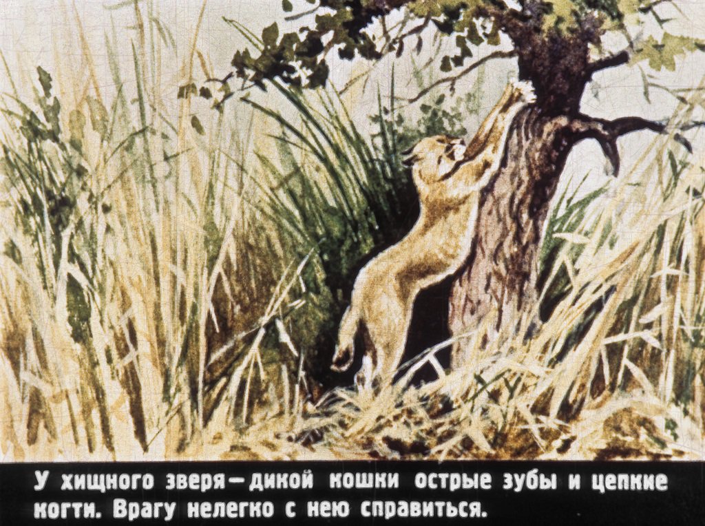 Кадр 3 диафильма «Попробуй, поймай!»