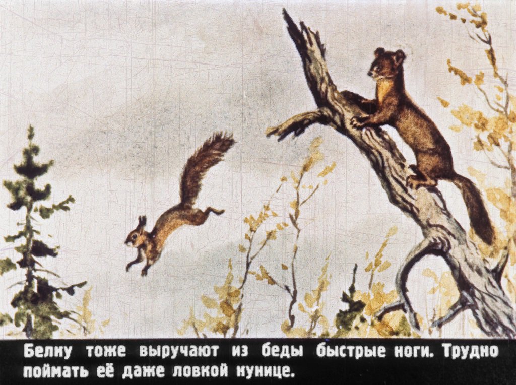 Кадр 7 диафильма «Попробуй, поймай!»