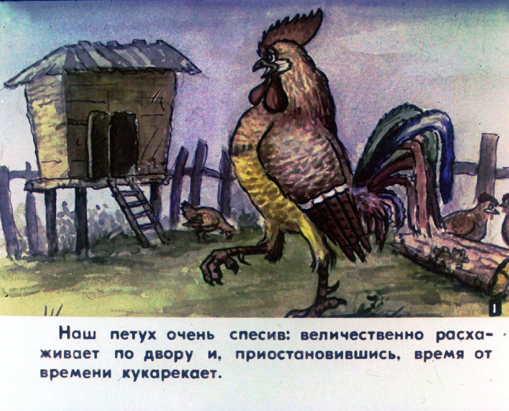 Кадр 3 диафильма «Наш петух. Часть 1»