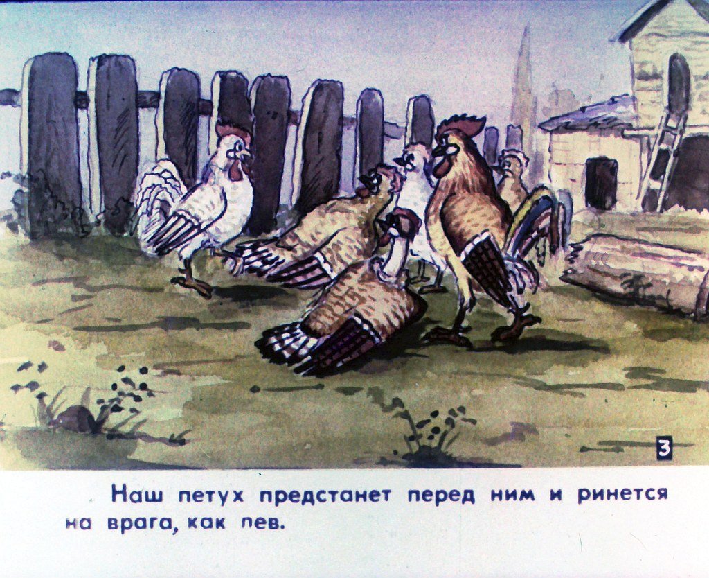Кадр 5 диафильма «Наш петух. Часть 1»