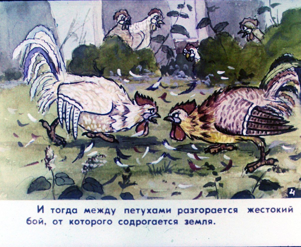 Кадр 6 диафильма «Наш петух. Часть 1»