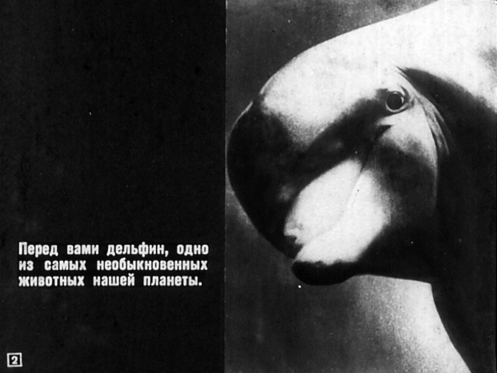 Кадр 2 диафильма «Дельфины»