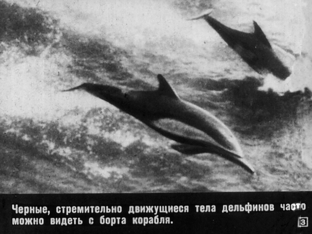 Кадр 3 диафильма «Дельфины»