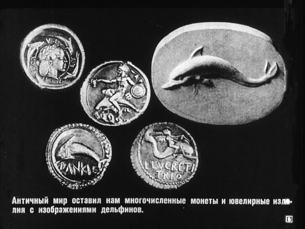 Кадр 5 диафильма «Дельфины»