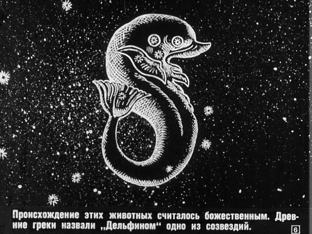 Кадр 6 диафильма «Дельфины»