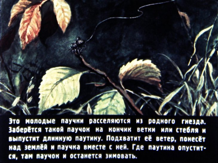 Кадр 7 диафильма «Кто как к зиме готовится»