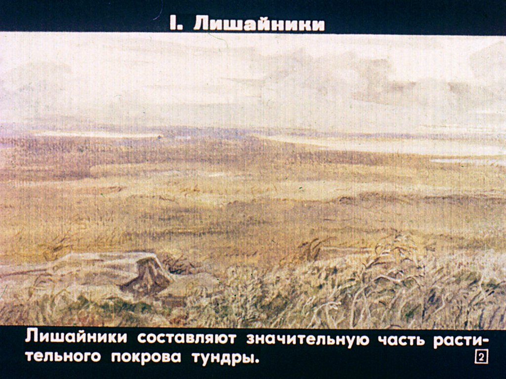 Кадр 2 диафильма «Лишайники и мхи»