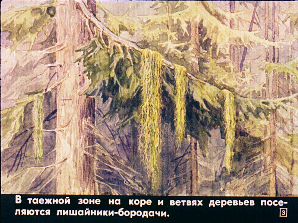 Кадр 3 диафильма «Лишайники и мхи»