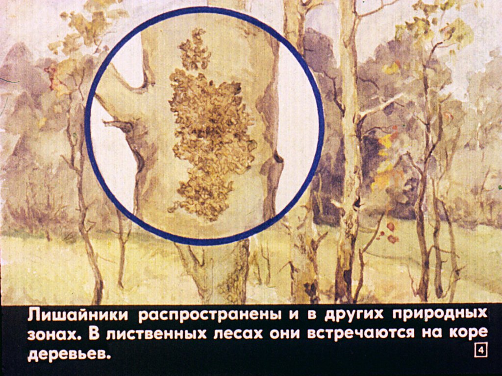 Кадр 4 диафильма «Лишайники и мхи»