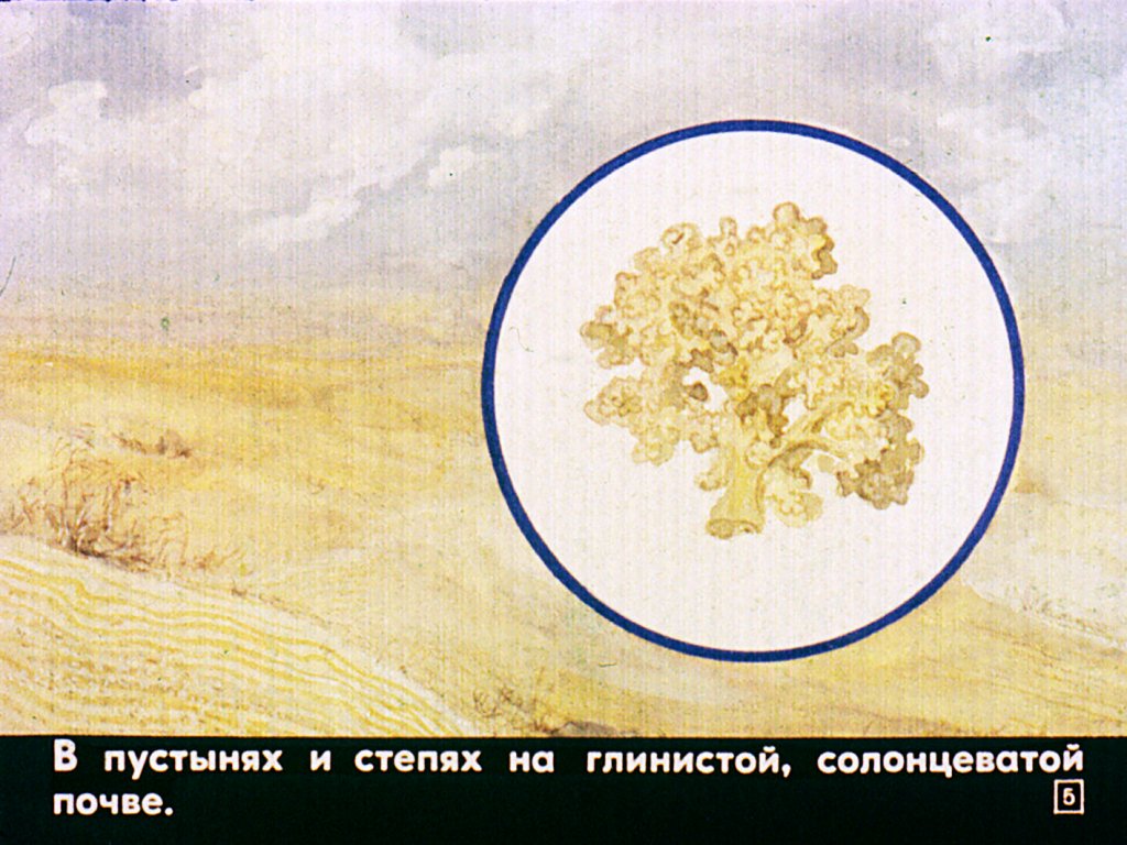 Кадр 5 диафильма «Лишайники и мхи»