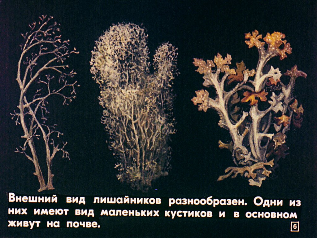 Кадр 6 диафильма «Лишайники и мхи»