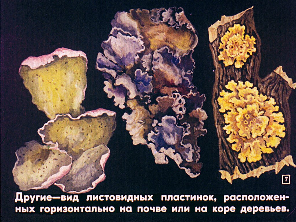 Кадр 7 диафильма «Лишайники и мхи»