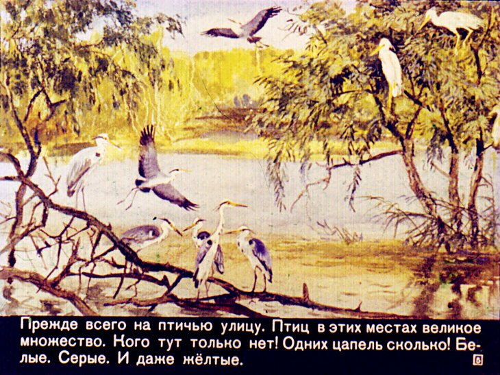 Кадр 5 диафильма «Путешествие к пеликанам»