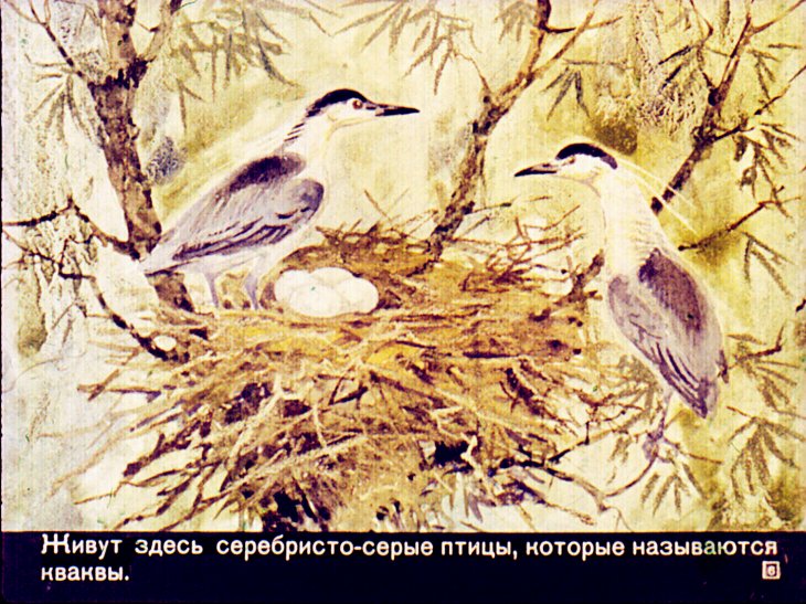 Кадр 6 диафильма «Путешествие к пеликанам»