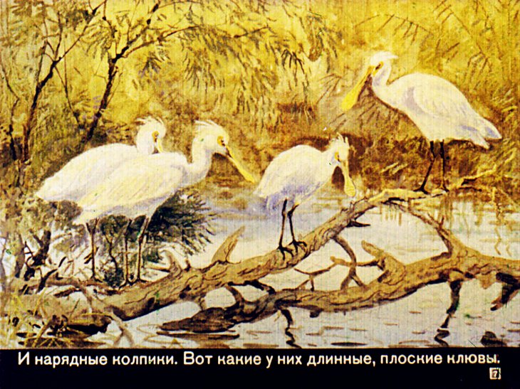 Кадр 7 диафильма «Путешествие к пеликанам»