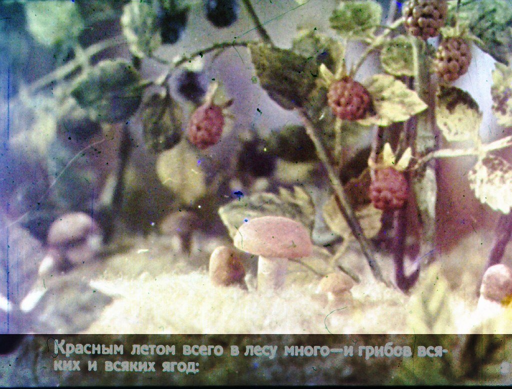 Кадр 2 диафильма «Война грибов с ягодами»