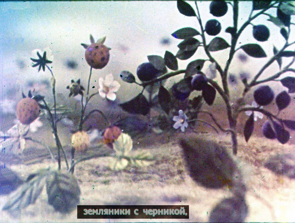 Кадр 3 диафильма «Война грибов с ягодами»