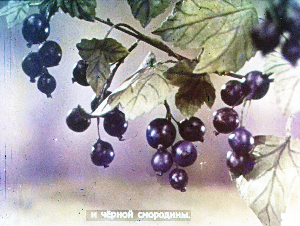 Кадр 5 диафильма «Война грибов с ягодами»