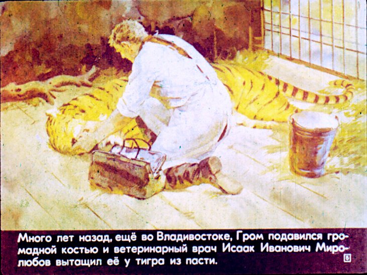 Кадр 5 диафильма «Рассказ о таежном докторе»