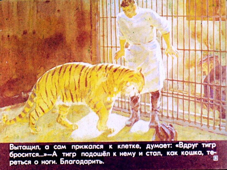 Кадр 6 диафильма «Рассказ о таежном докторе»