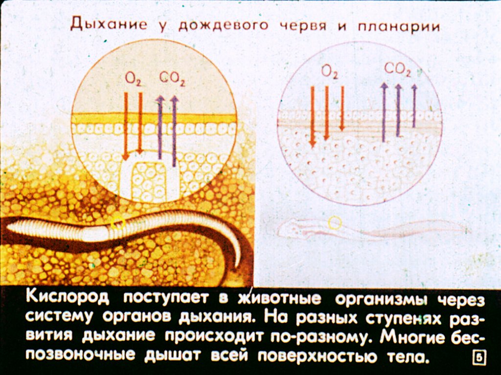 Кадр 5 диафильма «Строение и работа органов дыхания»