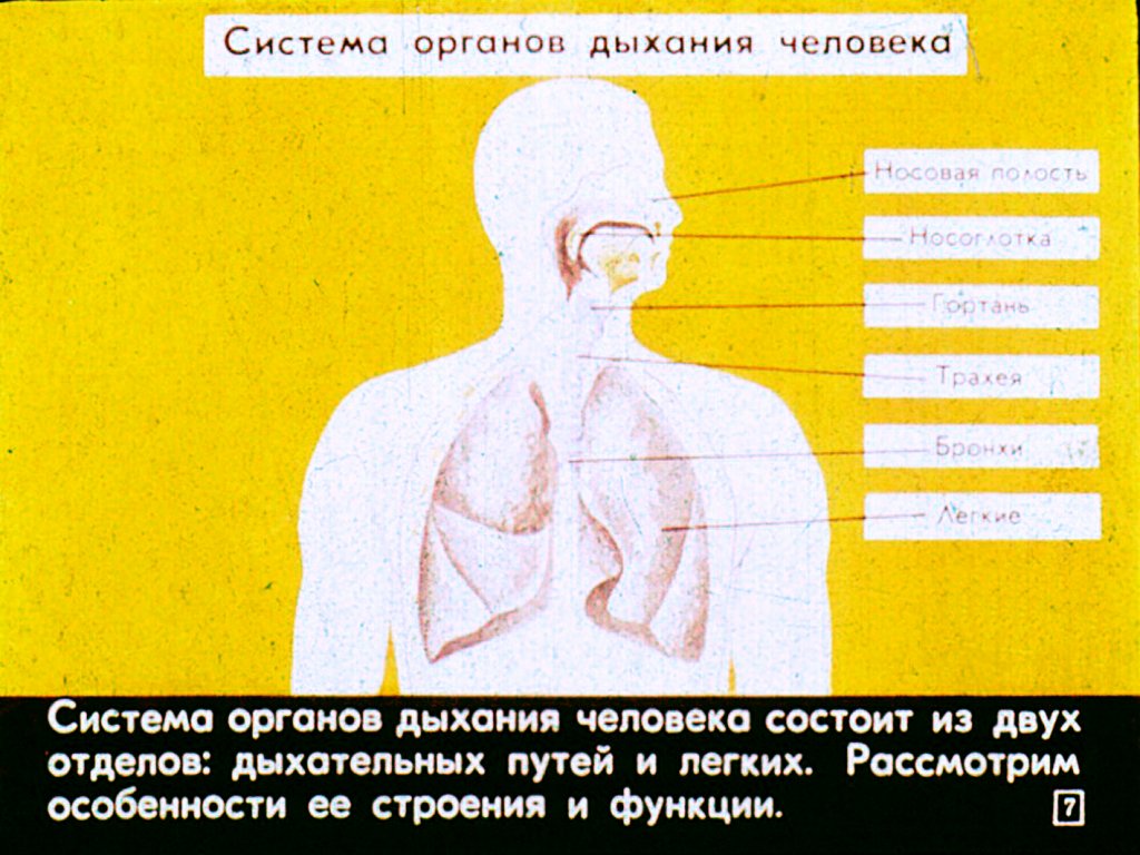 Кадр 7 диафильма «Строение и работа органов дыхания»