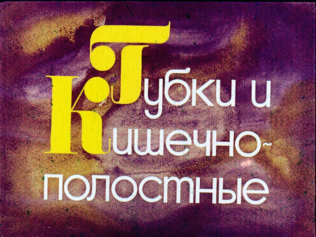 Кадр 1 диафильма «Губки и кишечнополостные»