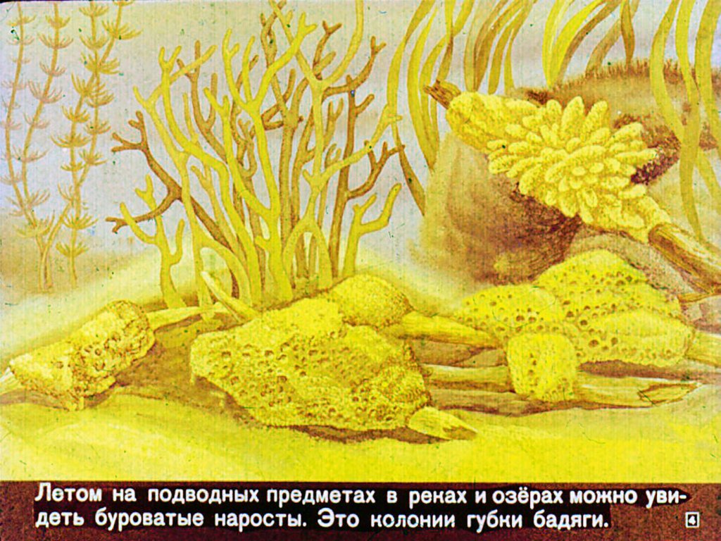 Кадр 4 диафильма «Губки и кишечнополостные»