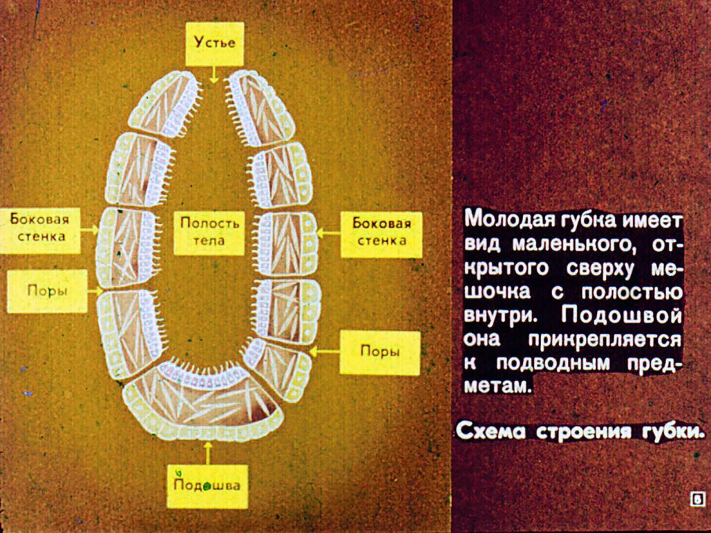 Кадр 5 диафильма «Губки и кишечнополостные»