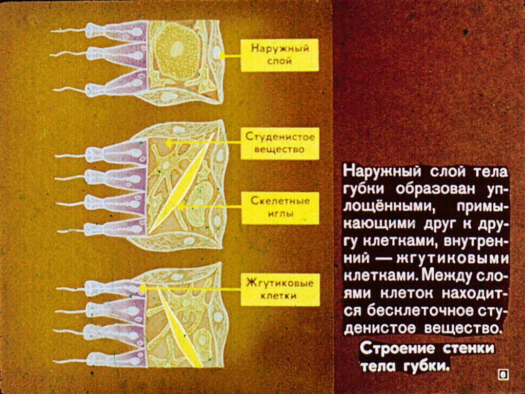 Кадр 6 диафильма «Губки и кишечнополостные»