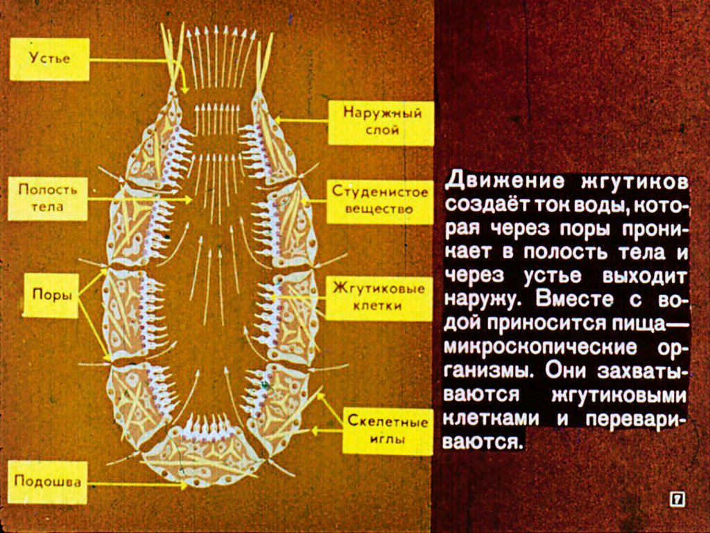 Кадр 7 диафильма «Губки и кишечнополостные»