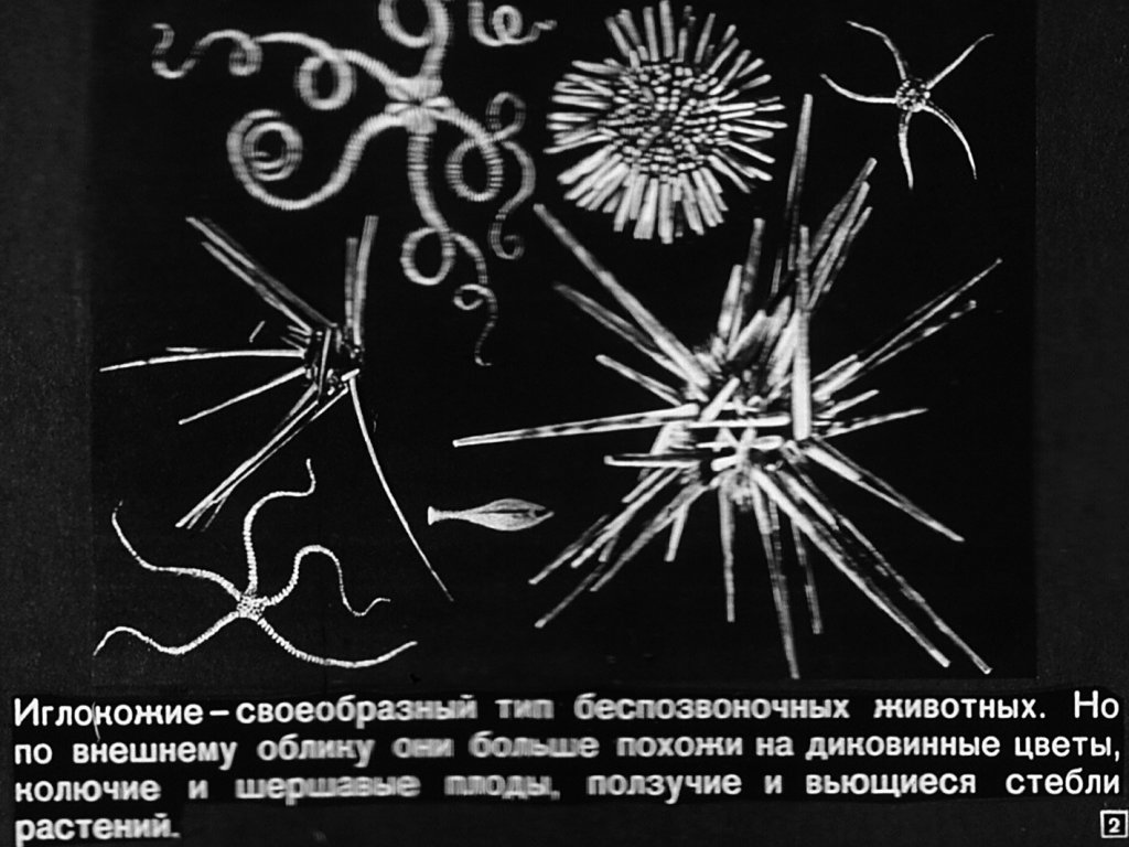 Кадр 2 диафильма «Тип иглокожие»