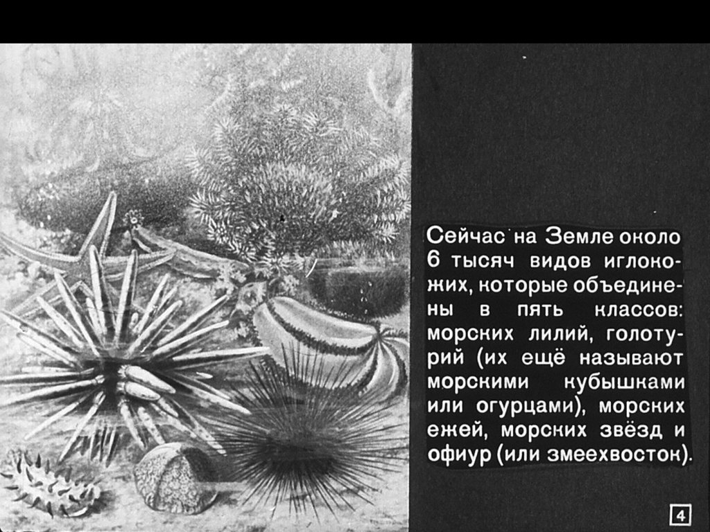 Кадр 4 диафильма «Тип иглокожие»