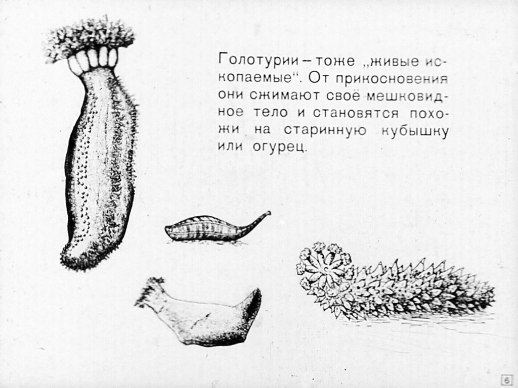 Кадр 6 диафильма «Тип иглокожие»