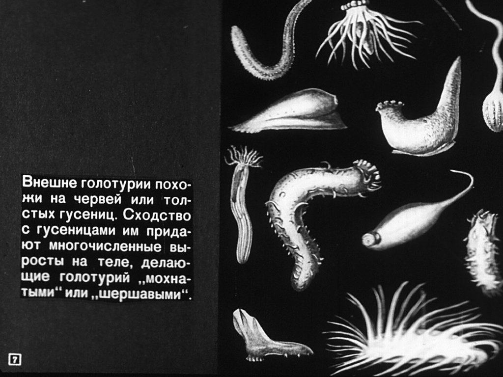Кадр 7 диафильма «Тип иглокожие»