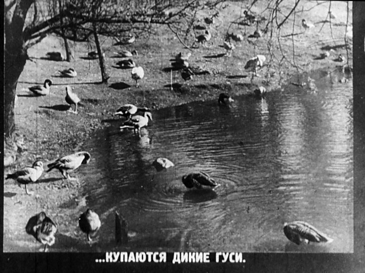 Кадр 5 диафильма «В зоопарке»