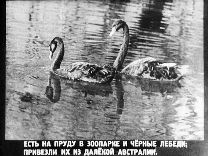 Кадр 6 диафильма «В зоопарке»