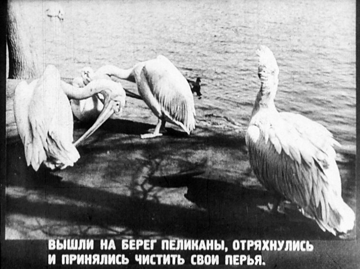 Кадр 7 диафильма «В зоопарке»