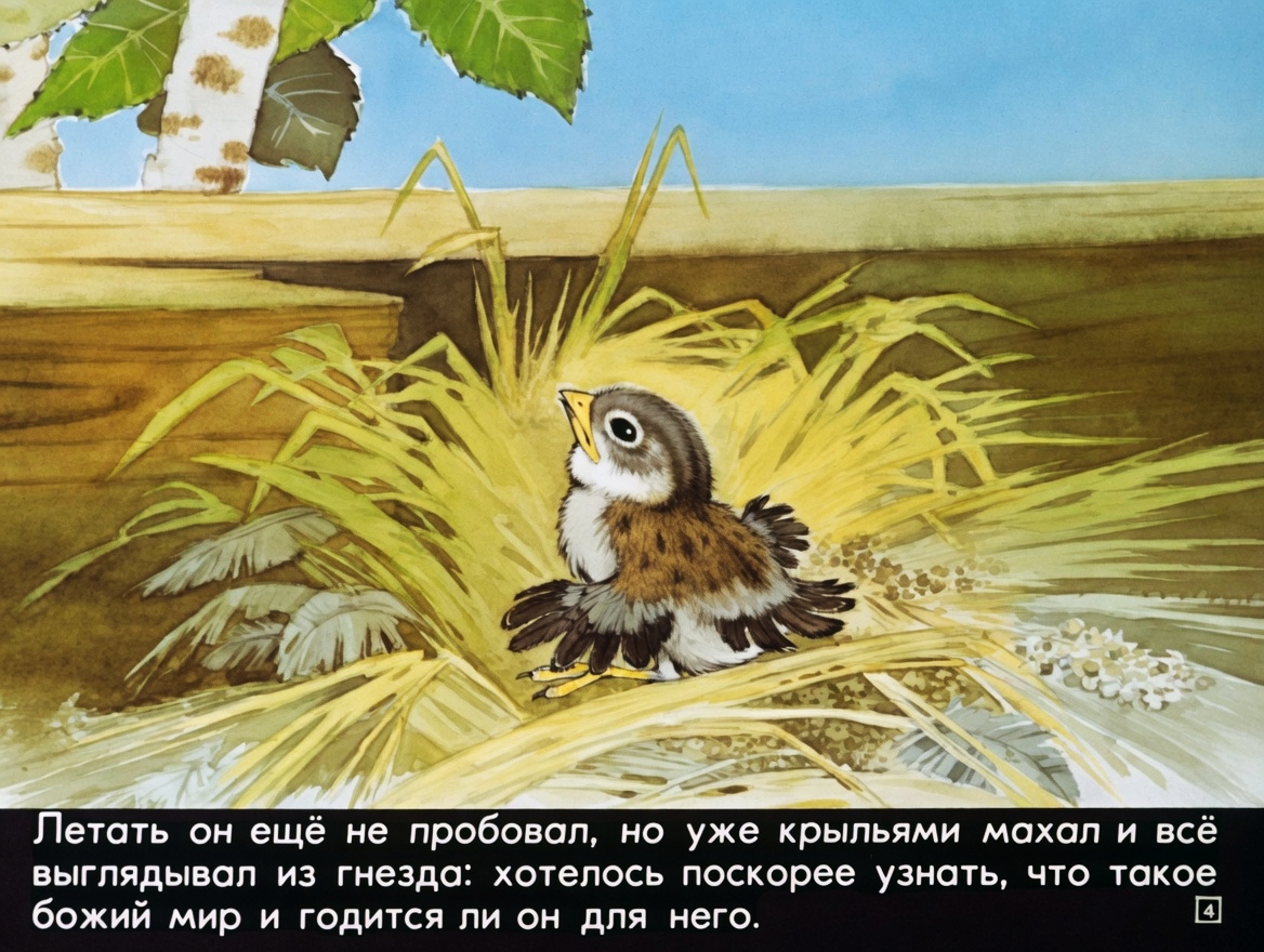 Кадр 3 диафильма «Воробьишко»