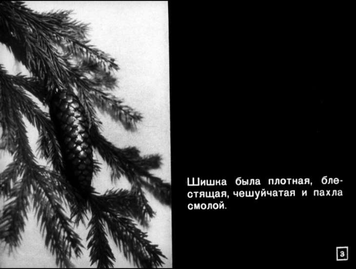 Кадр 3 диафильма «Росла еловая шишка»