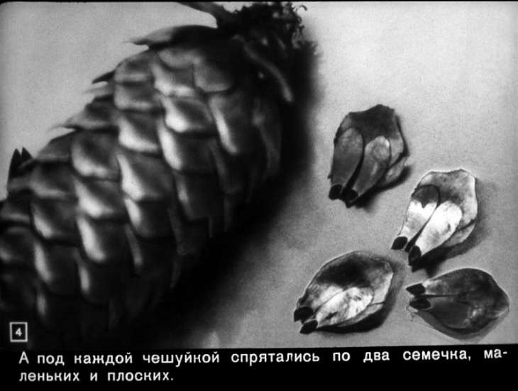 Кадр 4 диафильма «Росла еловая шишка»