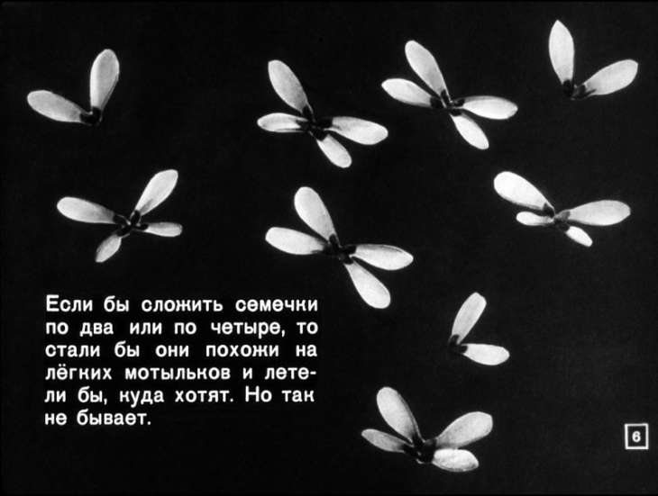 Кадр 6 диафильма «Росла еловая шишка»