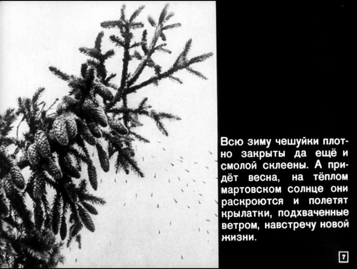 Кадр 7 диафильма «Росла еловая шишка»